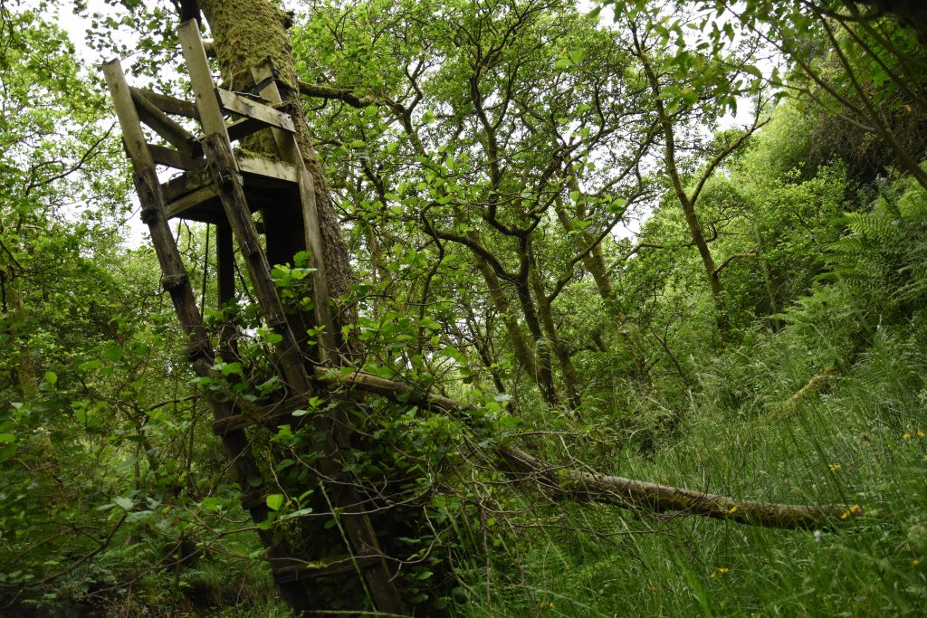 Abandoned Tree House